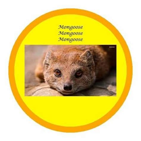 The magical mongoose